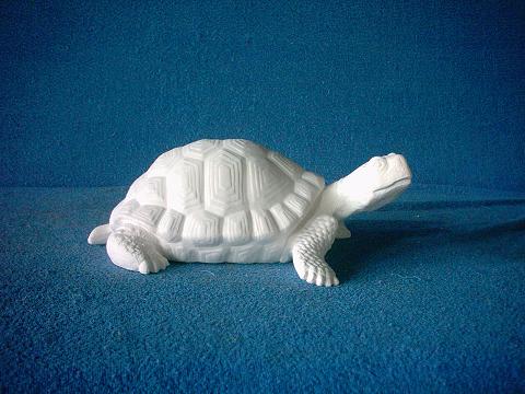 Schildkroete mittel 017.JPG